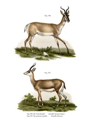 Somali Soemmerring Gazelle